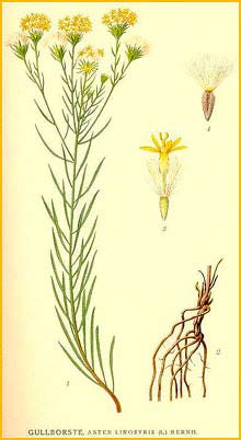   ( Aster linosyris / Linosyris vulgaris ) Bilder ur Nordens Flora (1926) by Carl Lindman