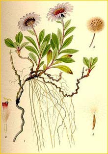    ( Aster subintegerrimus ) Bilder ur Nordens Flora (1926) by Carl Lindman