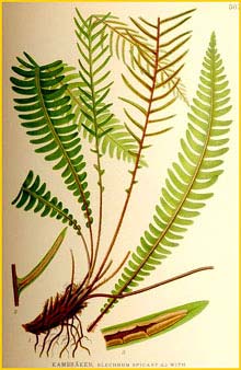   ( Blechnum spicata ) Bilder ur Nordens Flora (1926) by Carl Lindman 