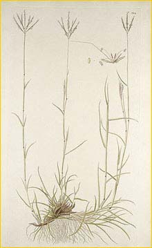   ( Bothriochloa ischaemum ) Bilder ur Nordens Flora (1926) by Carl Lindman