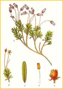  /  ( Phyllodoce coerulea/Bryanthus caeruleus ) Bilder ur Nordens Flora (1926) by Carl Lindman 
