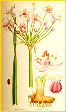   ( Butomus umbellatus ) Bilder ur Nordens Flora (1926) by Carl Lindman 