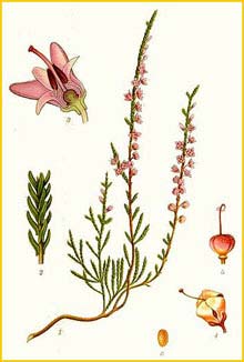  ( Calluna vulgaris ) Bilder ur Nordens Flora (1926) by Carl Lindman 