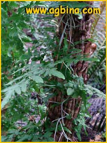    ( Lygodium japonicum )