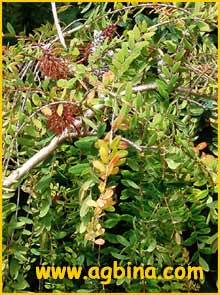    ( Melaleuca hypericifolia )