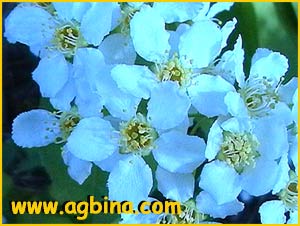   /   ( Prunus / erasus avium )