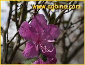    ( Rhododendron mucronulatum )