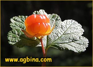  ( Rubus chamaemorus )