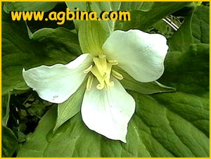   ( Trillium rhombifolium )