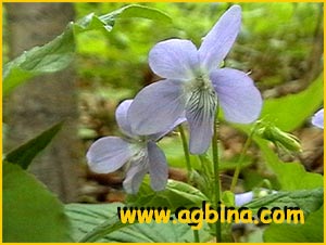   ( Viola acuminata )