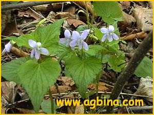   ( Viola acuminata )
