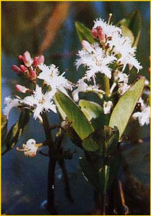   /   ( Menyanthes trifoliata )