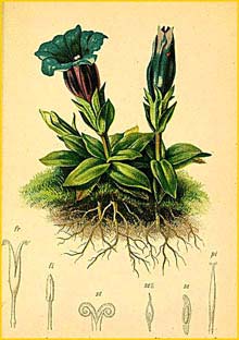   ( Gentiana clusii ) Atlas der Alpenflora (1882) by Anton Hartinger