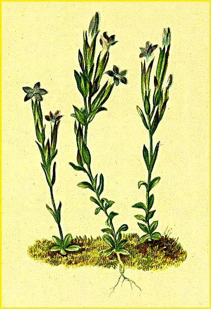   ( Gentiana nivalis / Hippion nivale ) Atlas der Alpenflora (1882) by Anton Hartinger