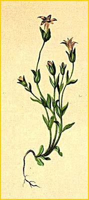   ( Gentiana tenella ) Atlas der Alpenflora (1882) by Anton Hartinger