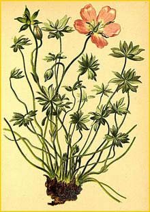   ( Geranium argenteum ) Atlas der Alpenflora (1882) by Anton Hartinger
