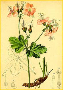   /  ( Geranium macrorrhizum ) Atlas der Alpenflora (1882) by Anton Hartinger