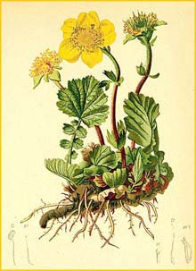   ( Geum montanum ) Atlas der Alpenflora (1882) by Anton Hartinger