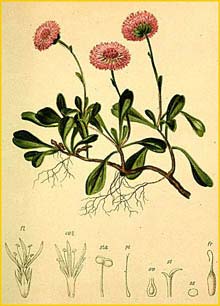 Шаровница сердцевиднолистная ( Globularia cordifolia ) Atlas der Alpenflora (1882) by Anton Hartinger