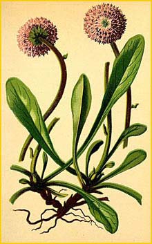 Шаровница голостебельная ( Globularia nudicaulis ) Atlas der Alpenflora (1882) by Anton Hartinger
