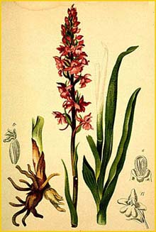   ( Gymnadenia conopsea / conopea / Orchis conopsea / conopea / Satyrium conopseum / Habenaria conopsea ) Atlas der Alpenflora (1882) by Anton Hartinger 