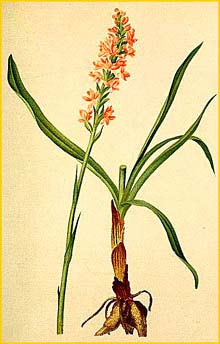   ( Gymnadenia odoratissiina / Orchis odoratissima / Habenaria odoratissima / Satyrium odoratissimum ) Atlas der Alpenflora (1882) by Anton Hartinger 