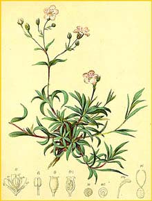   ( Gypsophila repens ) Atlas der Alpenflora (1882) by Anton Hartinger