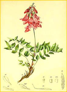   ( Hedysarum obscurum ) Atlas der Alpenflora (1882) by Anton Hartinger