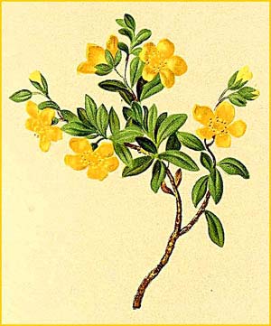   ( elianthemum alpestre ) Atlas der Alpenflora (1882) by Anton Hartinger