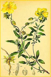   ( Helianthemum grandiflorum ) Atlas der Alpenflora (1882) by Anton Hartinger