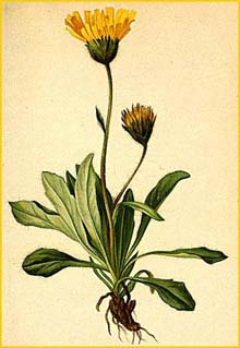  ( Hieracium alpinum ) Atlas der Alpenflora (1882) by Anton Hartinger
