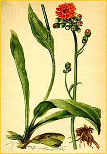  - ( Hieracium aurantiacum ) Atlas der Alpenflora (1882) by Anton Hartinger