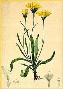   ( Hieracium staticefolium ) Atlas der Alpenflora (1882) by Anton Hartinger