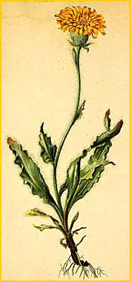   ( Hieracium villosum ) Atlas der Alpenflora (1882) by Anton Hartinger