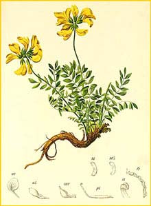   ( Hippocrepis comosa ) Atlas der Alpenflora (1882) by Anton Hartinger