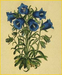   ( Campanula alpina ) Flora batava by Jan Kops Amsterdam, 1822