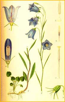   ( Campanula rotundifolia ) Bilder ur Nordens Flora (1926) by Carl Lindman 