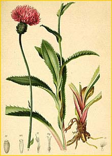   ( Carduus defloratus ) Atlas der Alpenflora (1882) by Anton Hartinger