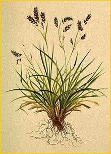   ( Carex  capillaris / chlorostachys ) Atlas der Alpenflora (1882) by Anton Hartinger