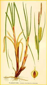   /  /  ( Carex rostrata ) Bilder ur Nordens Flora (1926) by Carl Lindman 