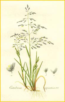   (Catabrosa aguatica) Flora batava by Jan Kops Amsterdam, 1822