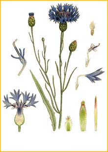   ( Centaurea cyanus ) Bilder ur Nordens Flora (1926) by Carl Lindman 