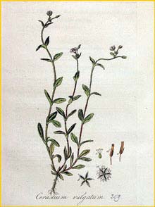   ( Cerastium holosteoides ) Flora batava by Jan Kops Amsterdam, 1822