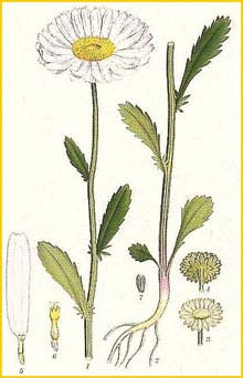   /   ( Chrysanthemum leucanthemum / vulgaris ) Bilder ur Nordens Flora (1926) by Carl Lindman 