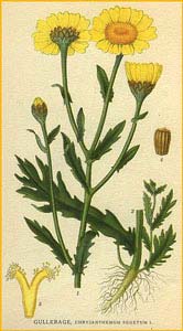    ( Chrysanthemum segetum / Glebionis segetum) Bilder ur Nordens Flora (1926) by Carl Lindman 