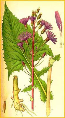   /   ( Cicerbita alpina / Mulgedium alpinum ) Bilder ur Nordens Flora (1926) by Carl Lindman 