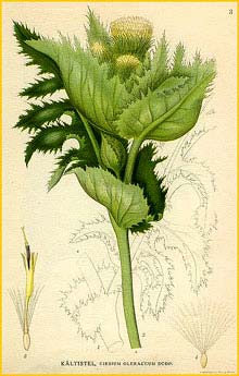   ( Cirsium oleraceum ) Bilder ur Nordens Flora (1926) by Carl Lindman 