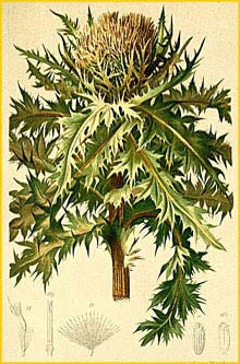   ( Cirsium spinosissimum ) Atlas der Alpenflora (1882) by Anton Hartinger