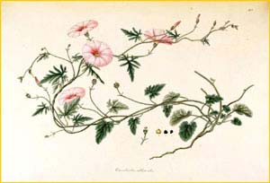   ( Convolvulus althaeoides ) Flora batava by Jan Kops Amsterdam, 1822