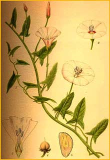   ( Convolvulus arvensis ) Bilder ur Nordens Flora (1926) by Carl Lindman 